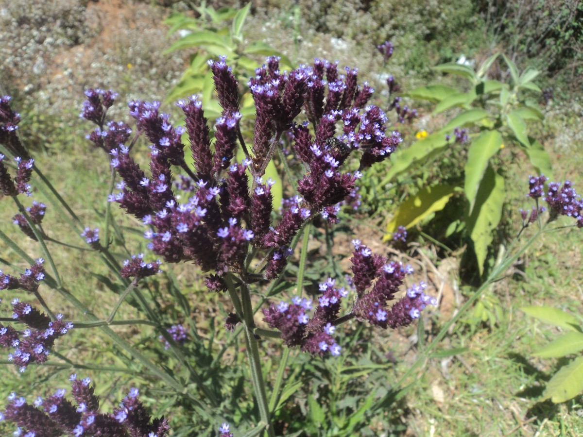 Verbena bonariensis L.