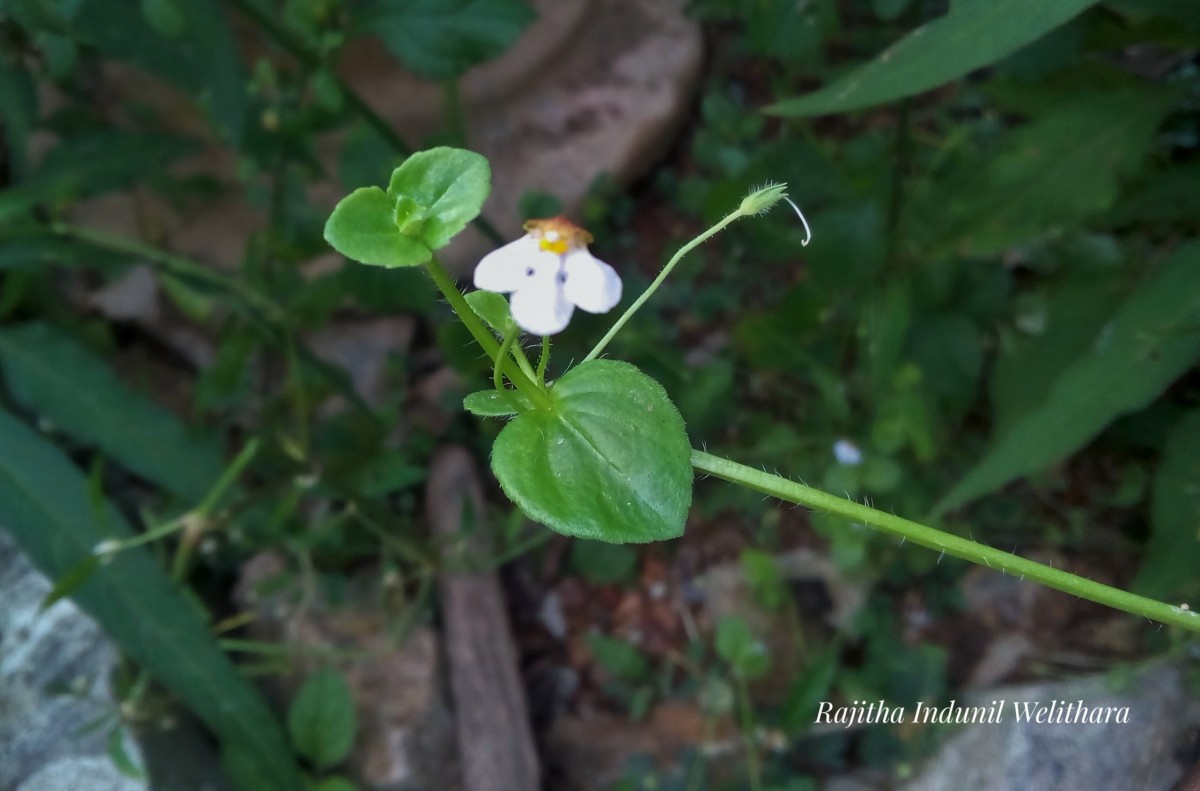 Yamazakia viscosa (Hornem.) W.R.Barker, Y.S.Liang & Wannan