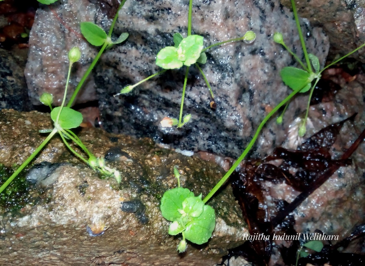 Yamazakia viscosa (Hornem.) W.R.Barker, Y.S.Liang & Wannan