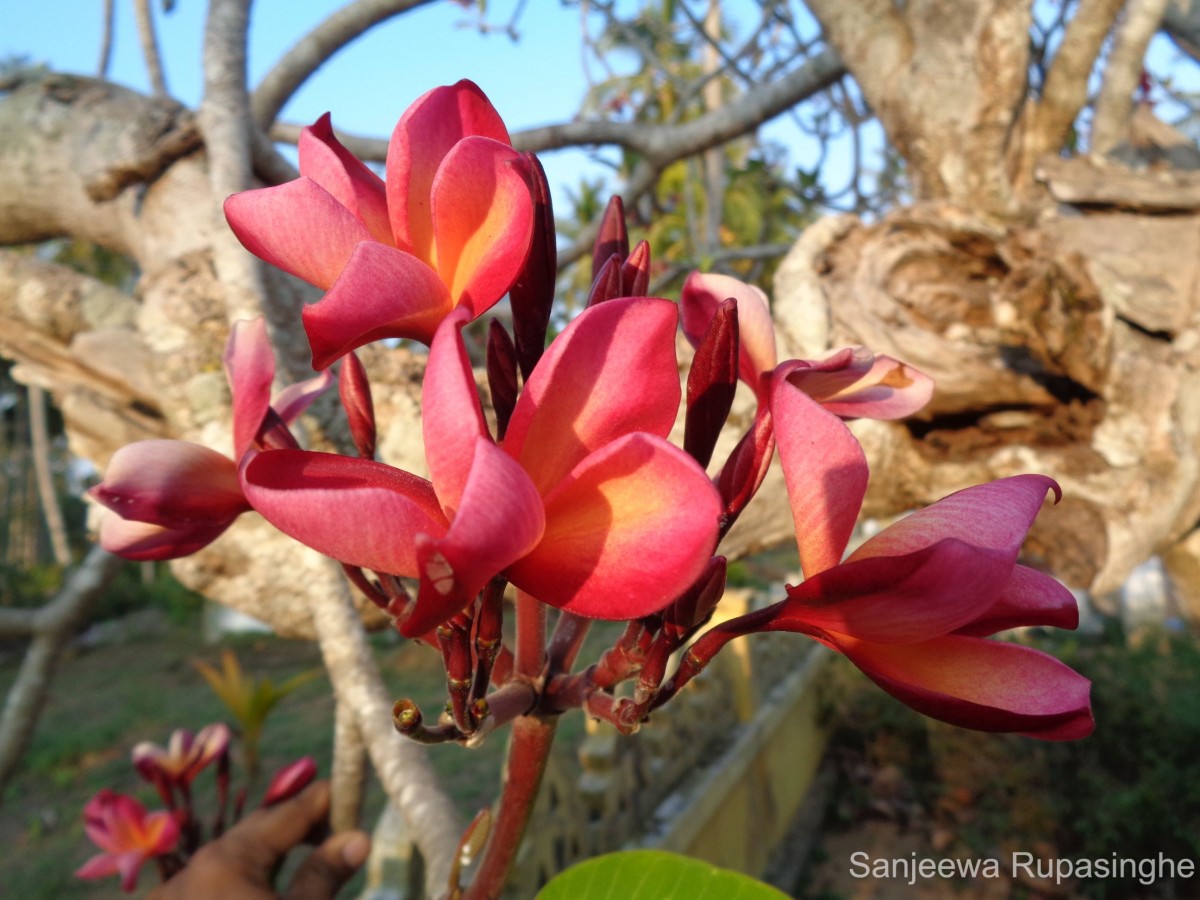 Plumeria rubra L.