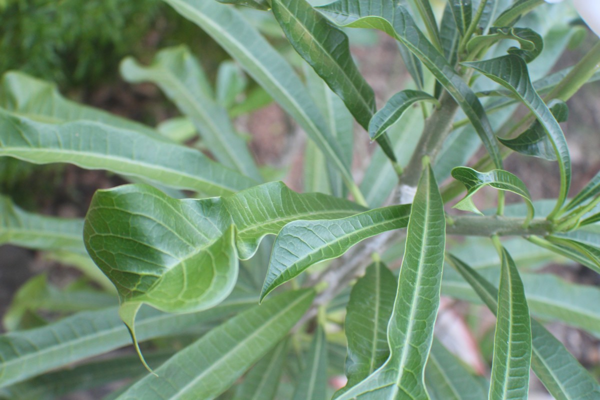 Plumeria pudica Jacq.