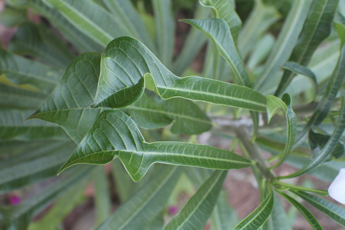 Plumeria pudica Jacq.