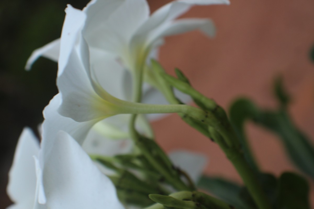 Plumeria pudica Jacq.