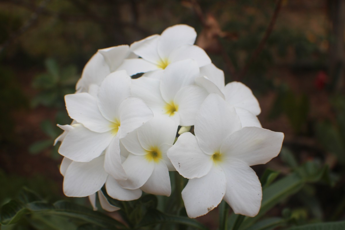 Plumeria pudica Jacq.