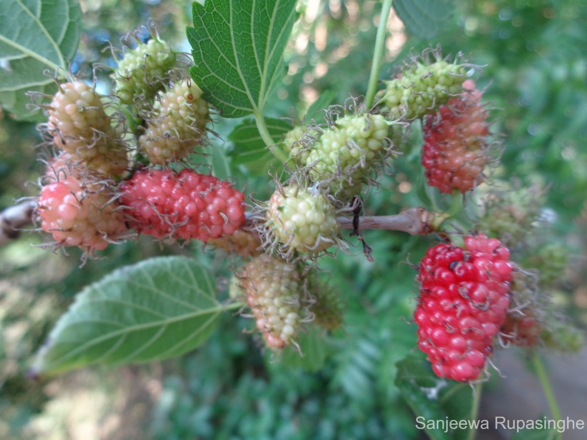 Morus alba L.