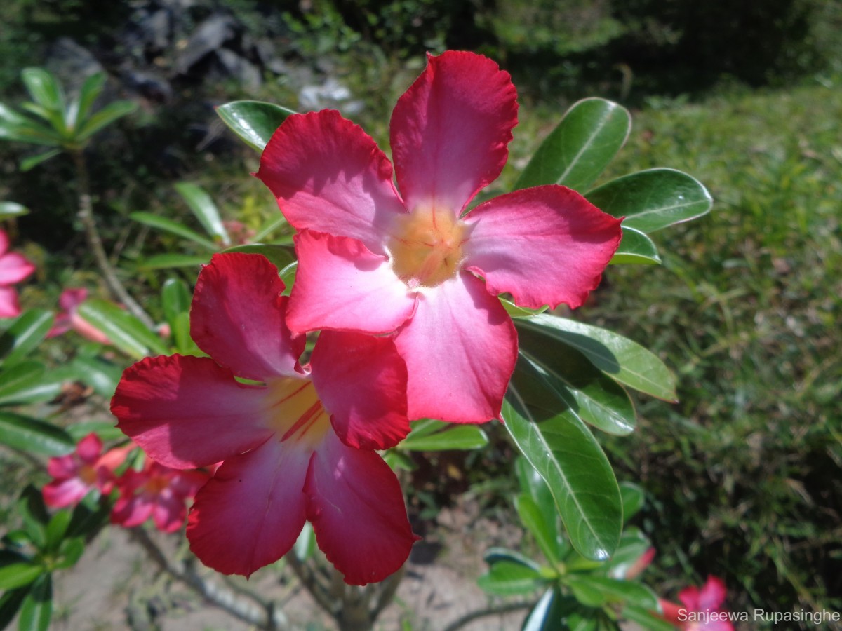 Adenium obesum (Forssk.) Roem. & Schult.