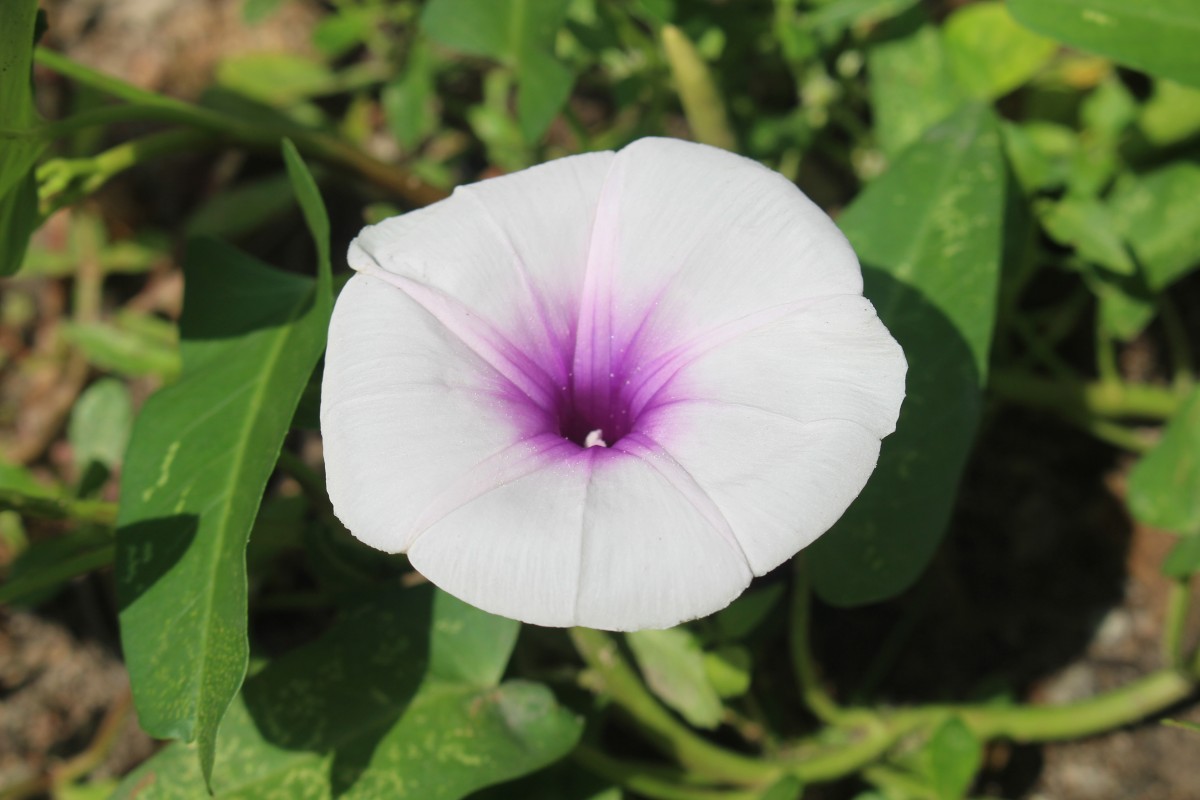 Ipomoea aquatica Forssk.