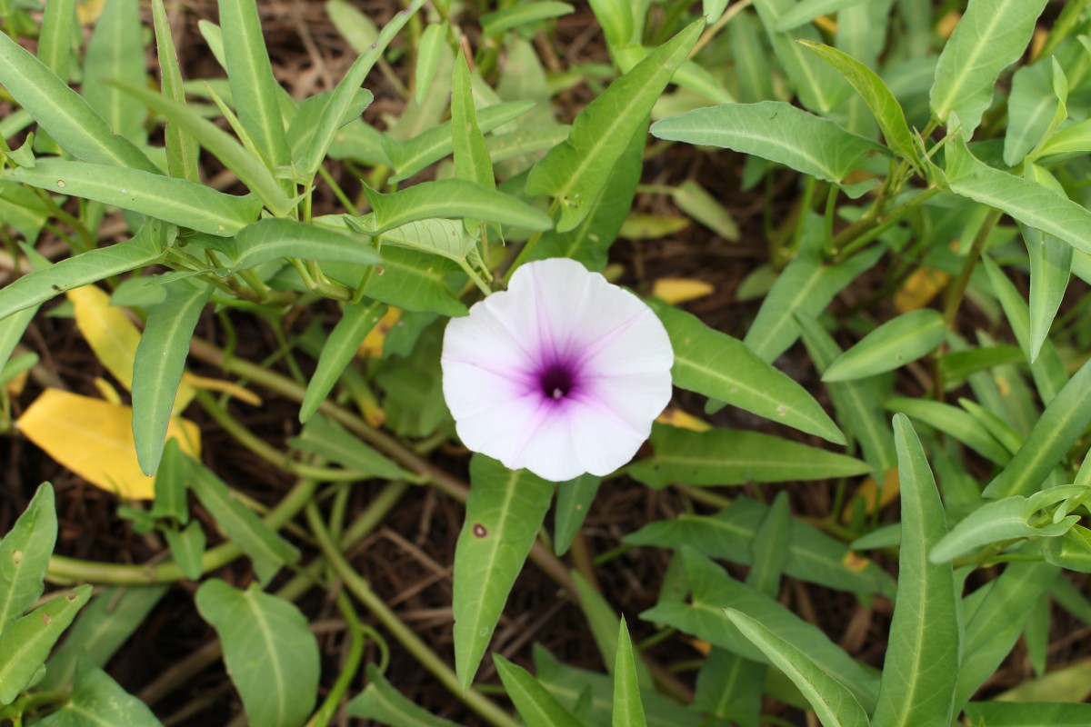 Ipomoea aquatica Forssk.