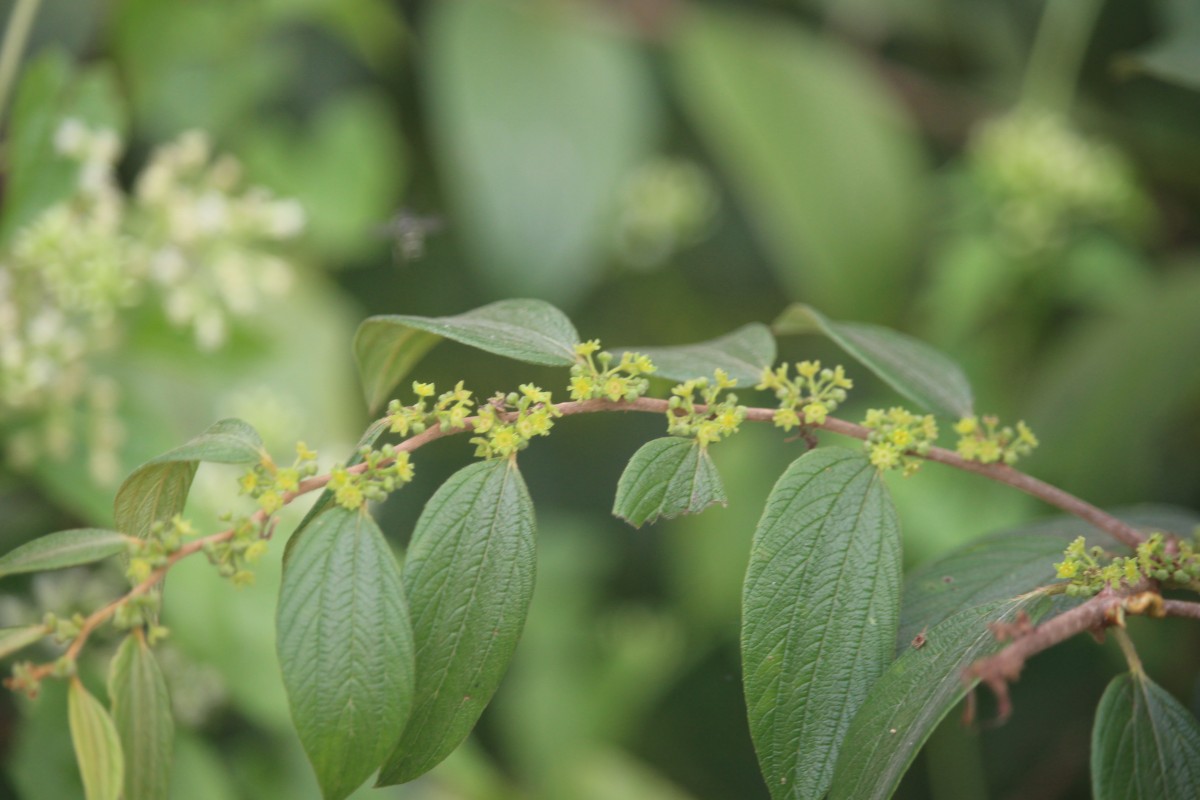 Ziziphus oenopolia (L.) Mill.