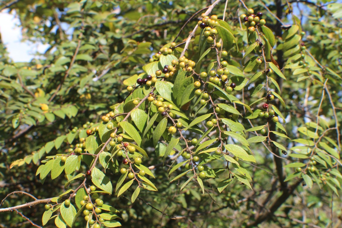 Ziziphus oenopolia (L.) Mill.