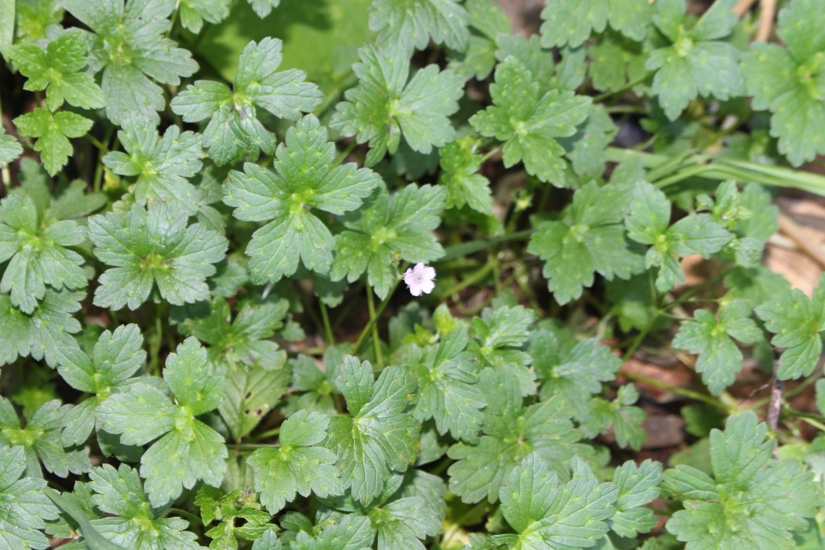 Geranium nepalense Sweet