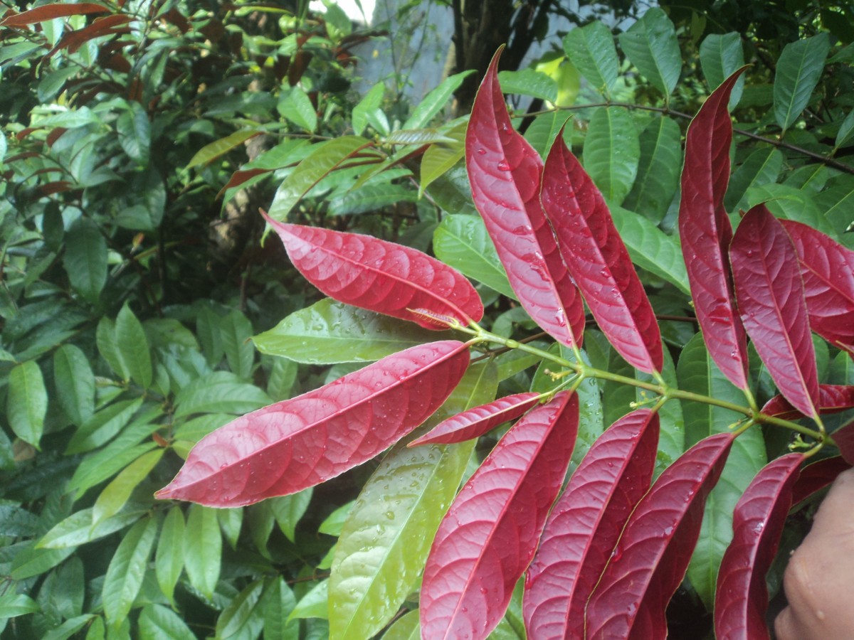 Excoecaria cochinchinensis Lour.