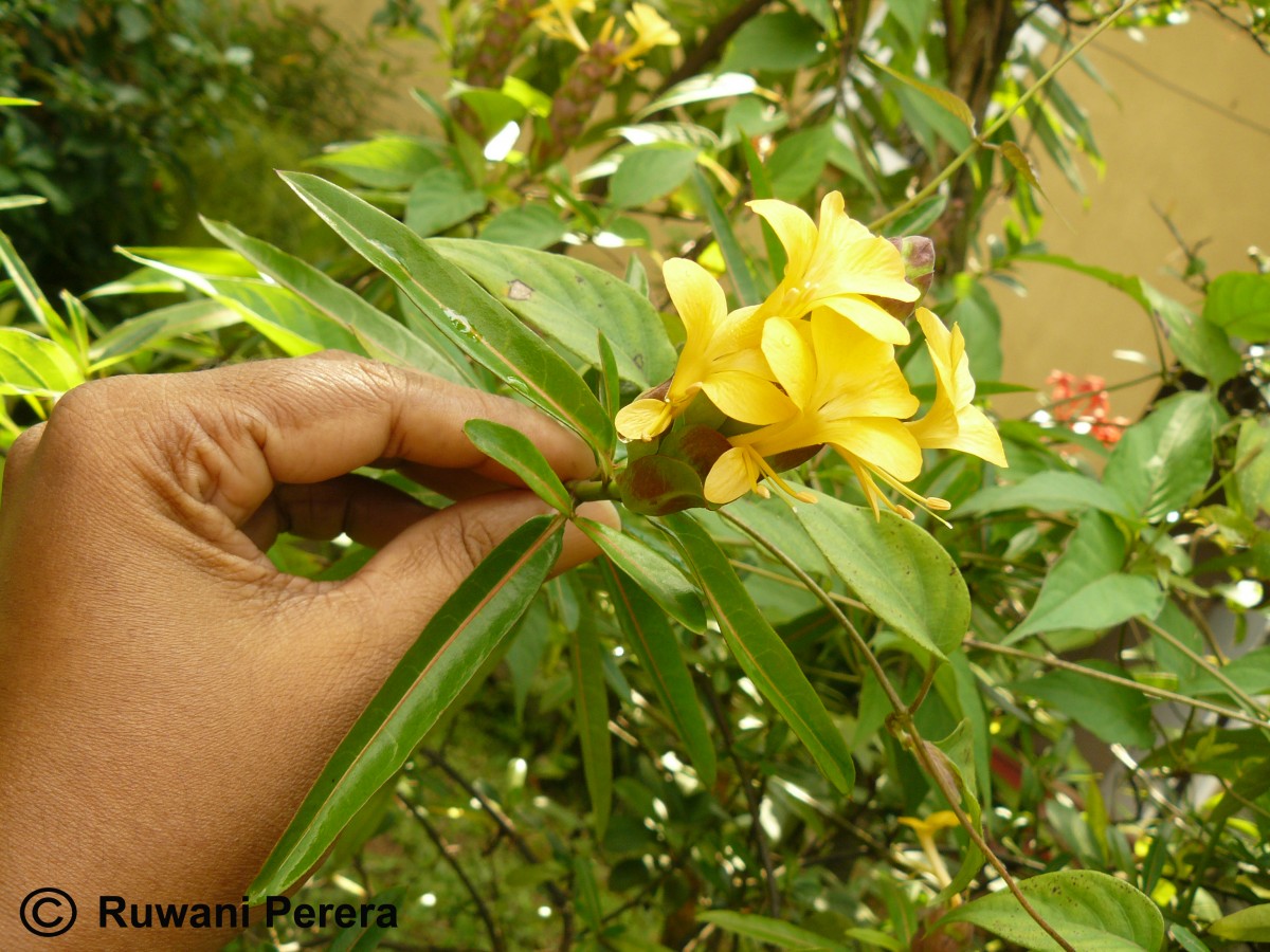 Barleria lupulina Lindl.