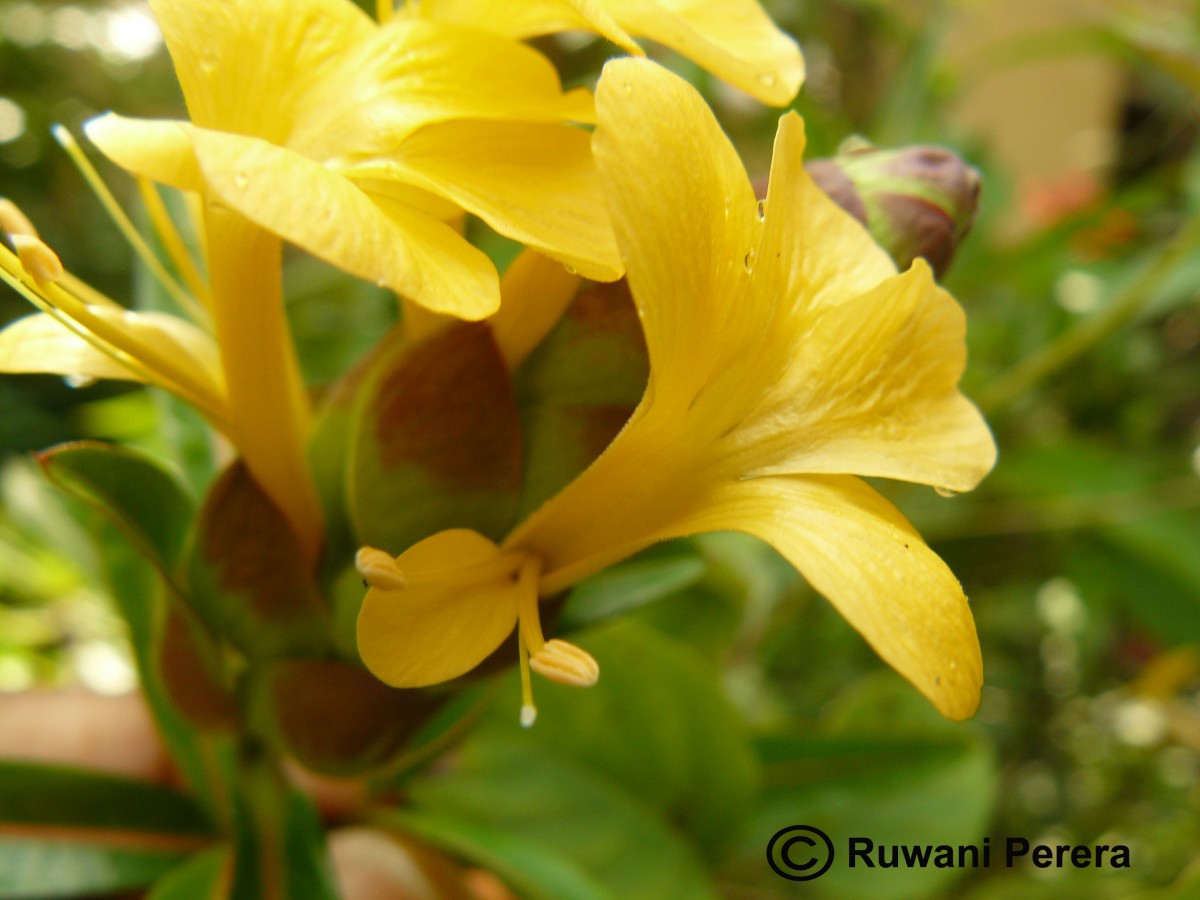 Barleria lupulina Lindl.