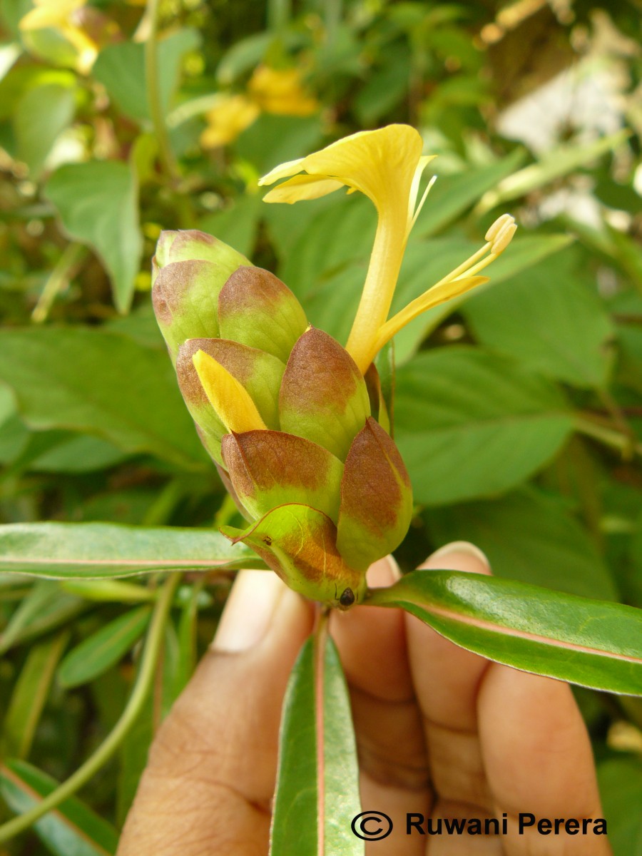 Barleria lupulina Lindl.