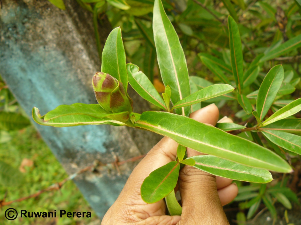 Barleria lupulina Lindl.