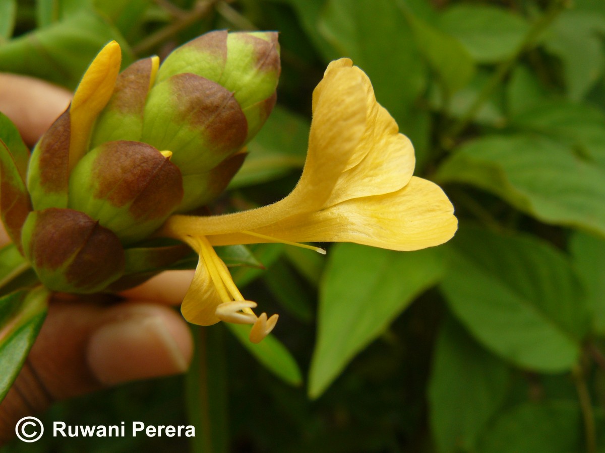 Barleria lupulina Lindl.