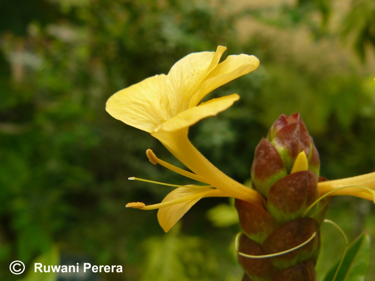 Barleria lupulina Lindl.