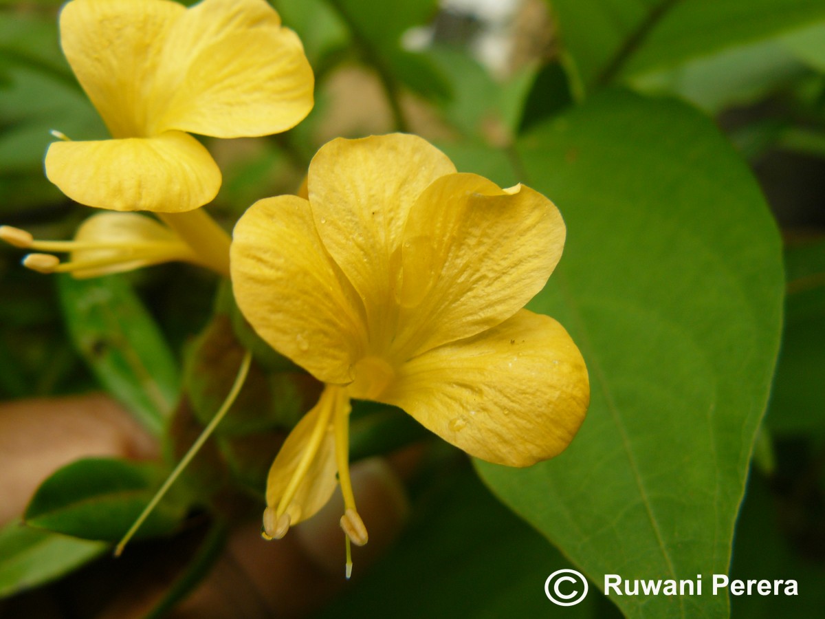 Barleria lupulina Lindl.