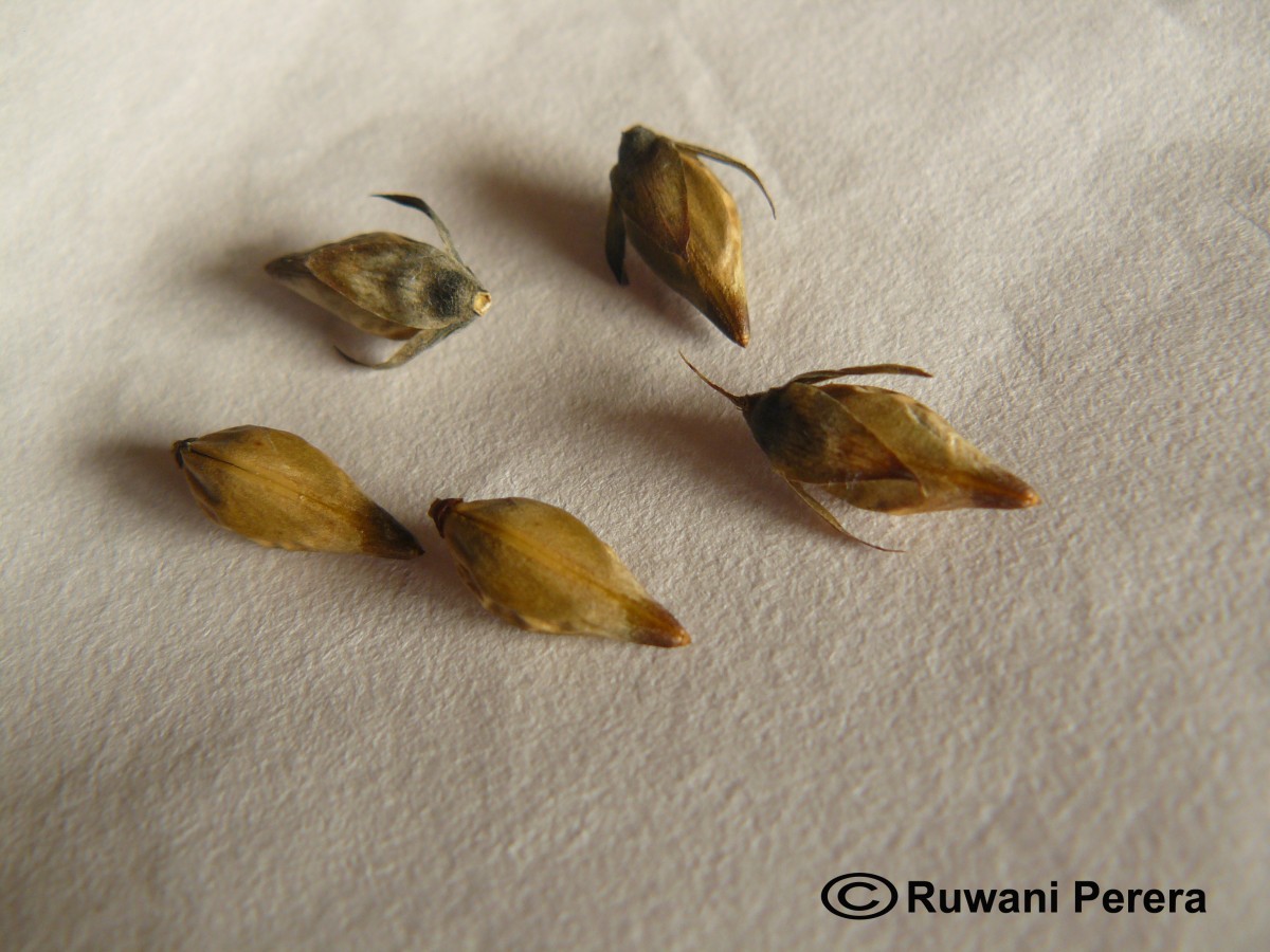 Barleria lupulina Lindl.