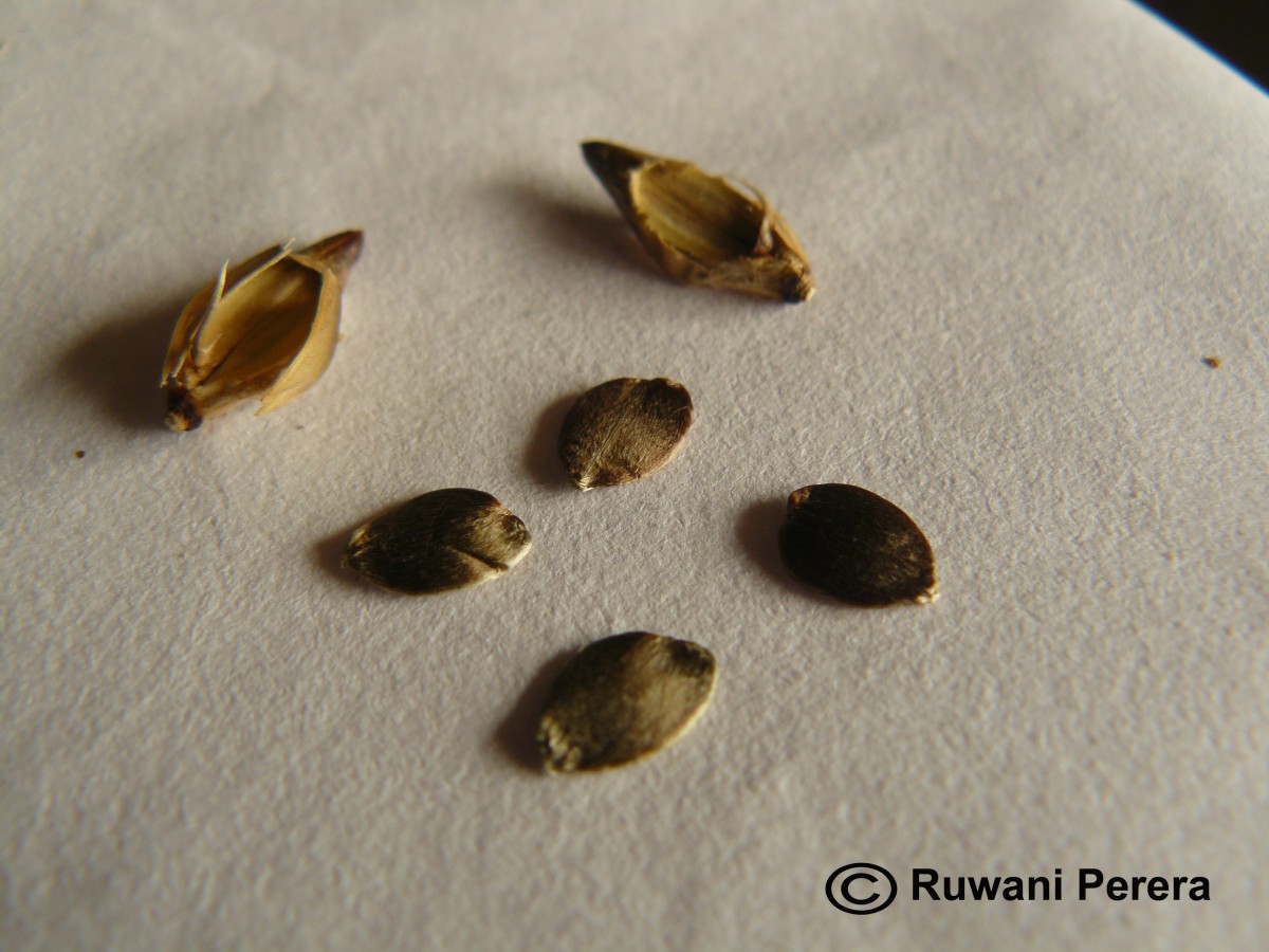 Barleria lupulina Lindl.