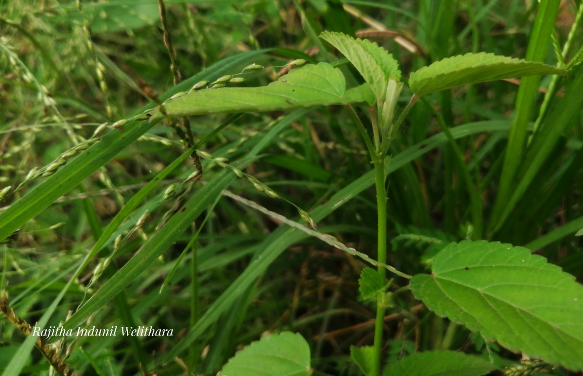 Sida spinosa L.