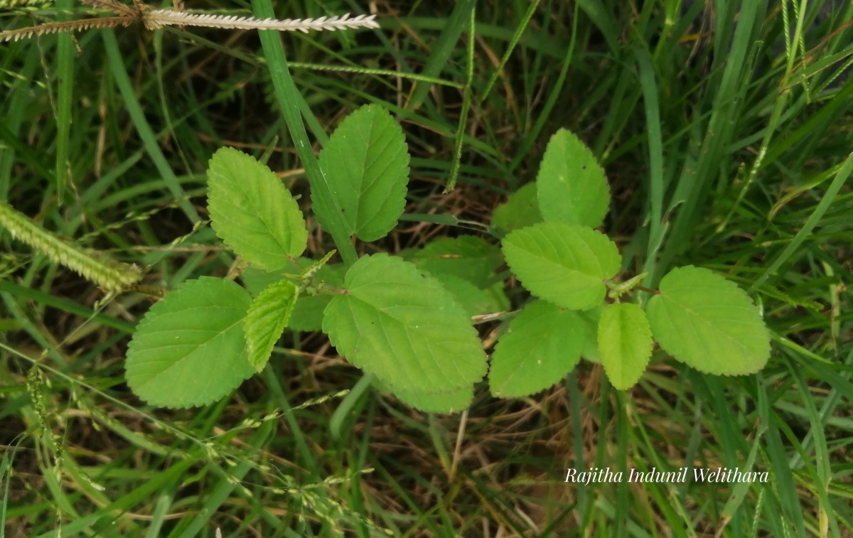 Sida spinosa L.