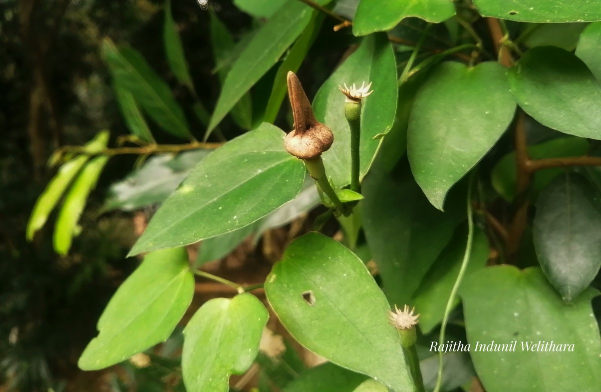 Thunbergia fragrans Roxb.