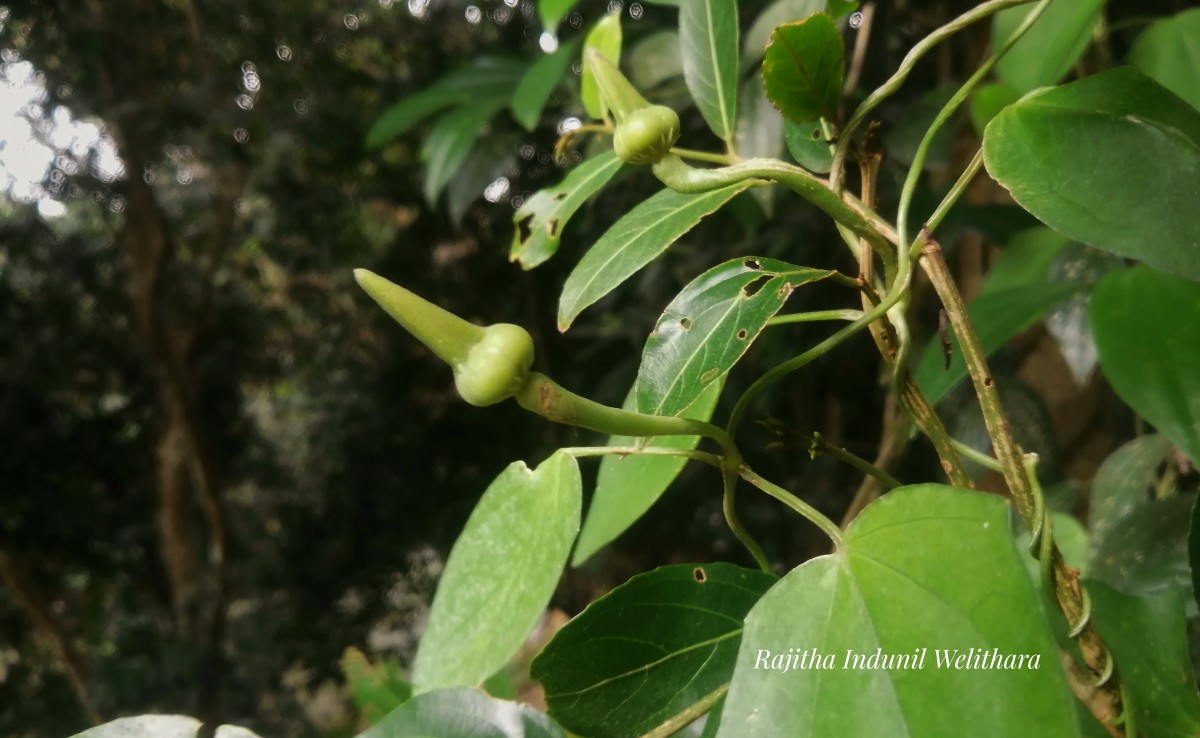 Thunbergia fragrans Roxb.