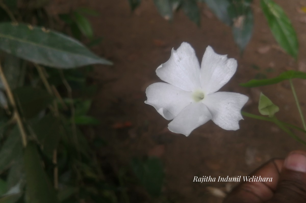 Thunbergia fragrans Roxb.