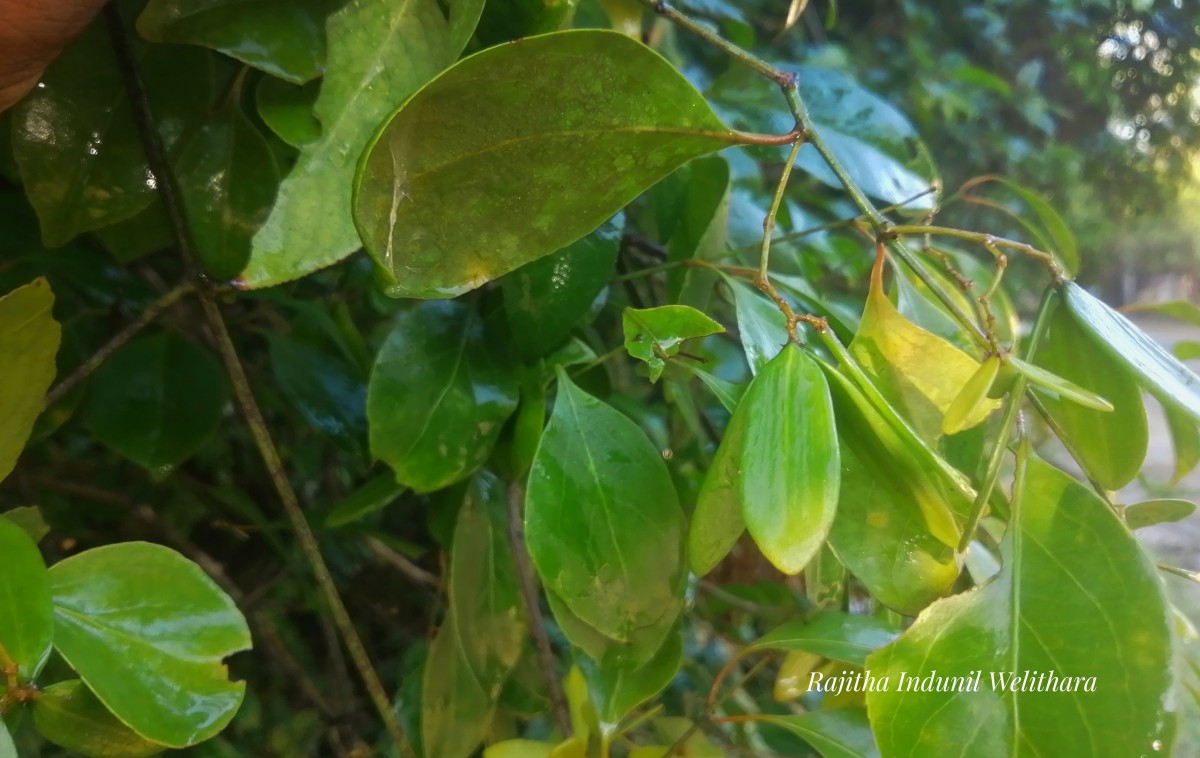 Reissantia indica (Willd.) N.Hallé