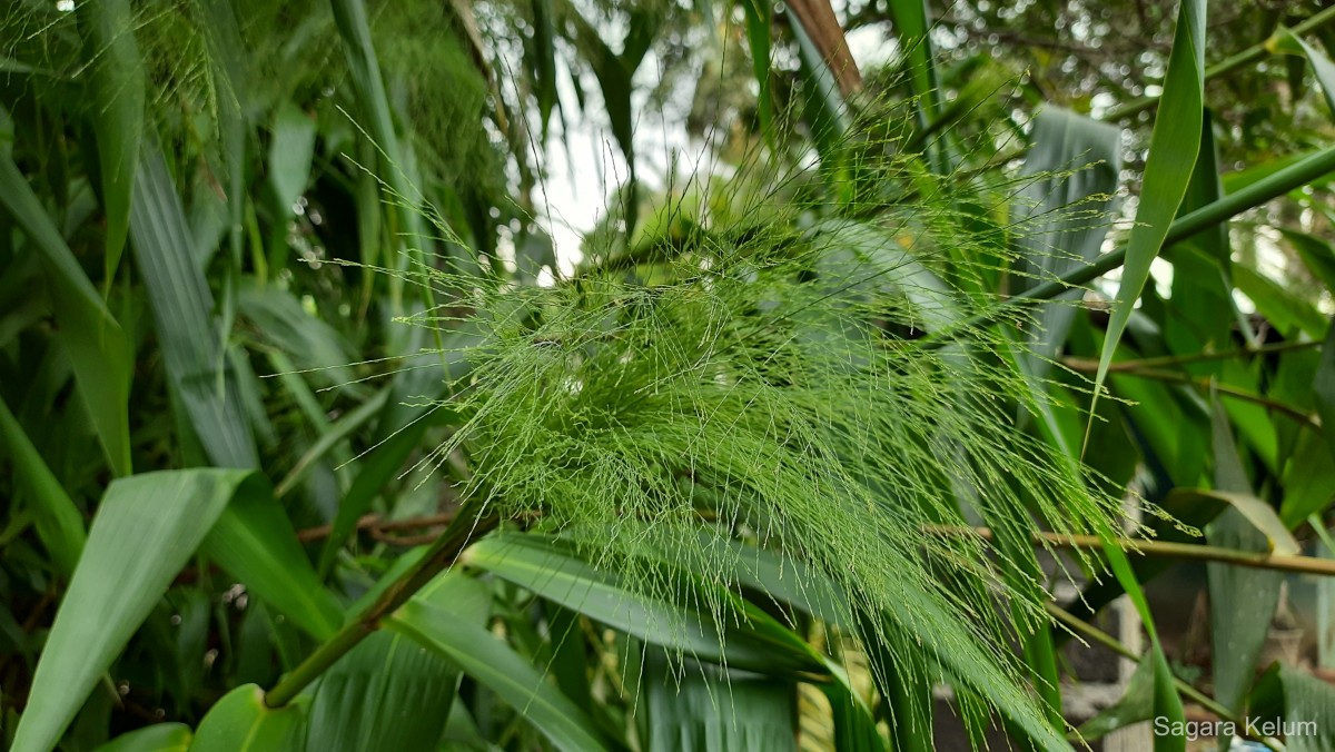 Thysanolaena latifolia (Roxb. ex Hornem.) Honda