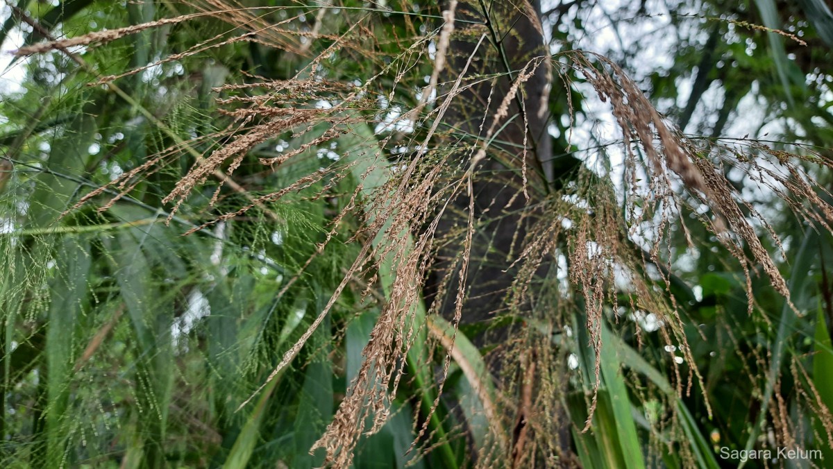 Thysanolaena latifolia (Roxb. ex Hornem.) Honda