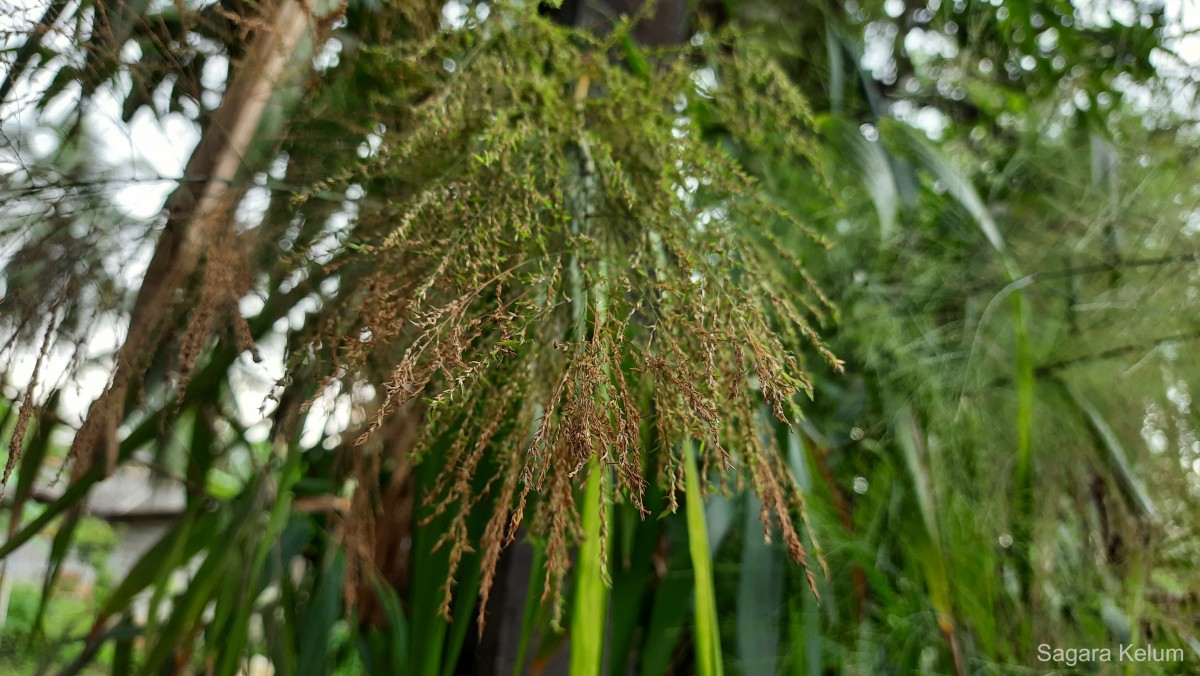 Thysanolaena latifolia (Roxb. ex Hornem.) Honda