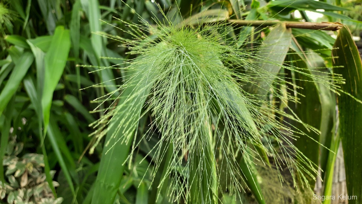 Thysanolaena latifolia (Roxb. ex Hornem.) Honda