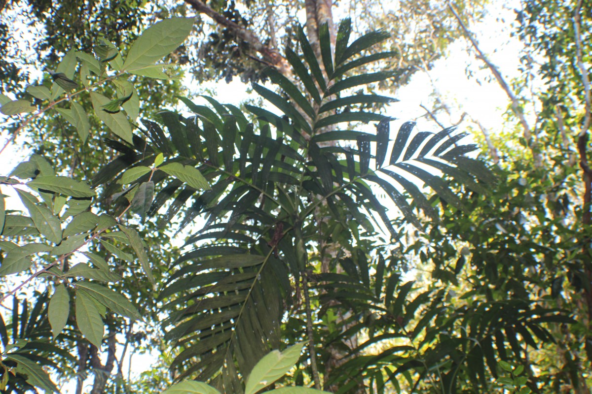 Areca concinna Thwaites