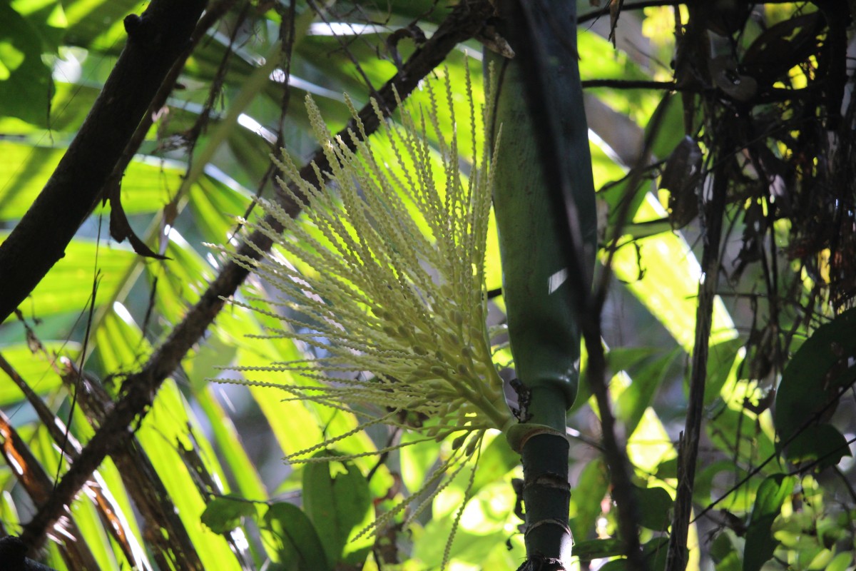 Areca concinna Thwaites