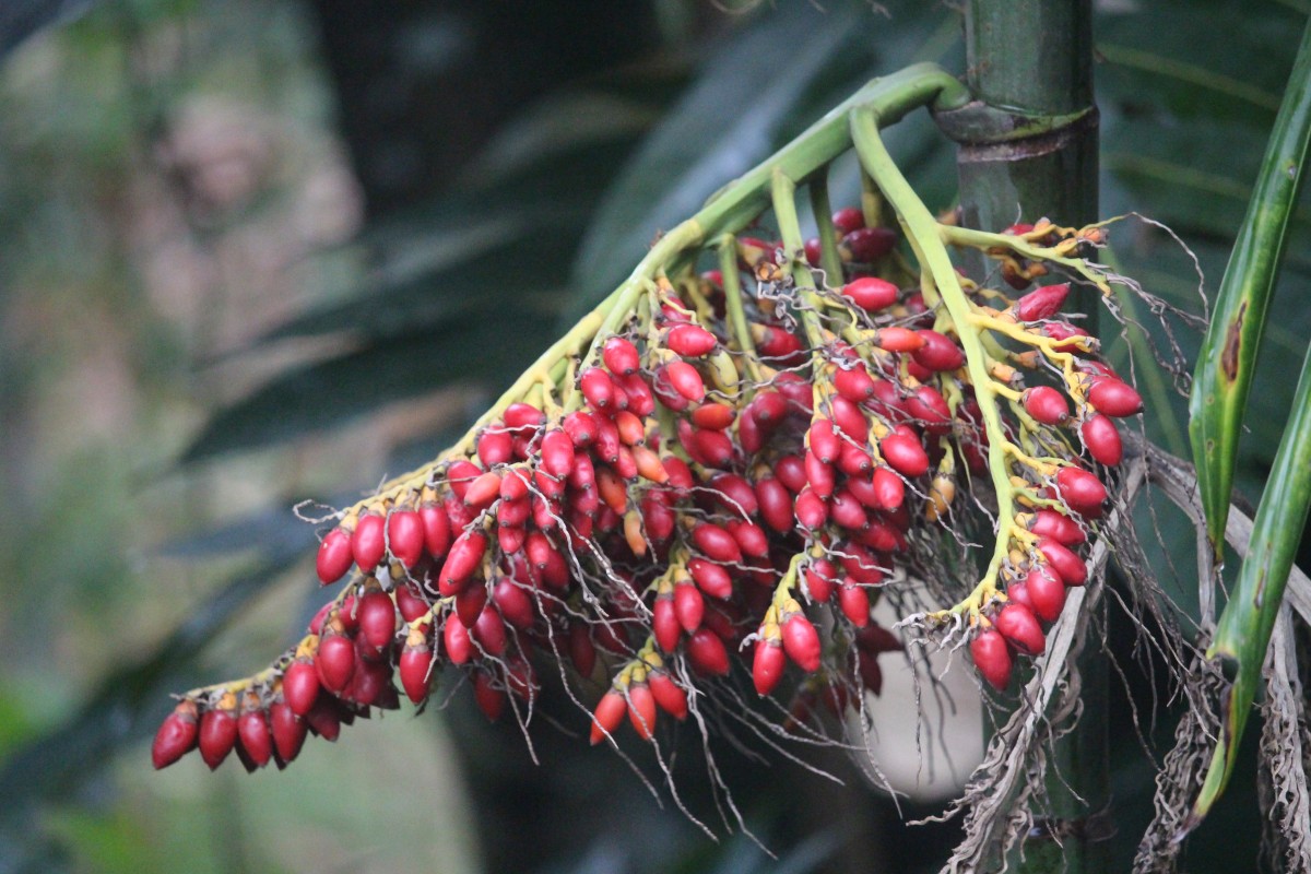 Areca triandra Roxb. ex Buch.-Ham.