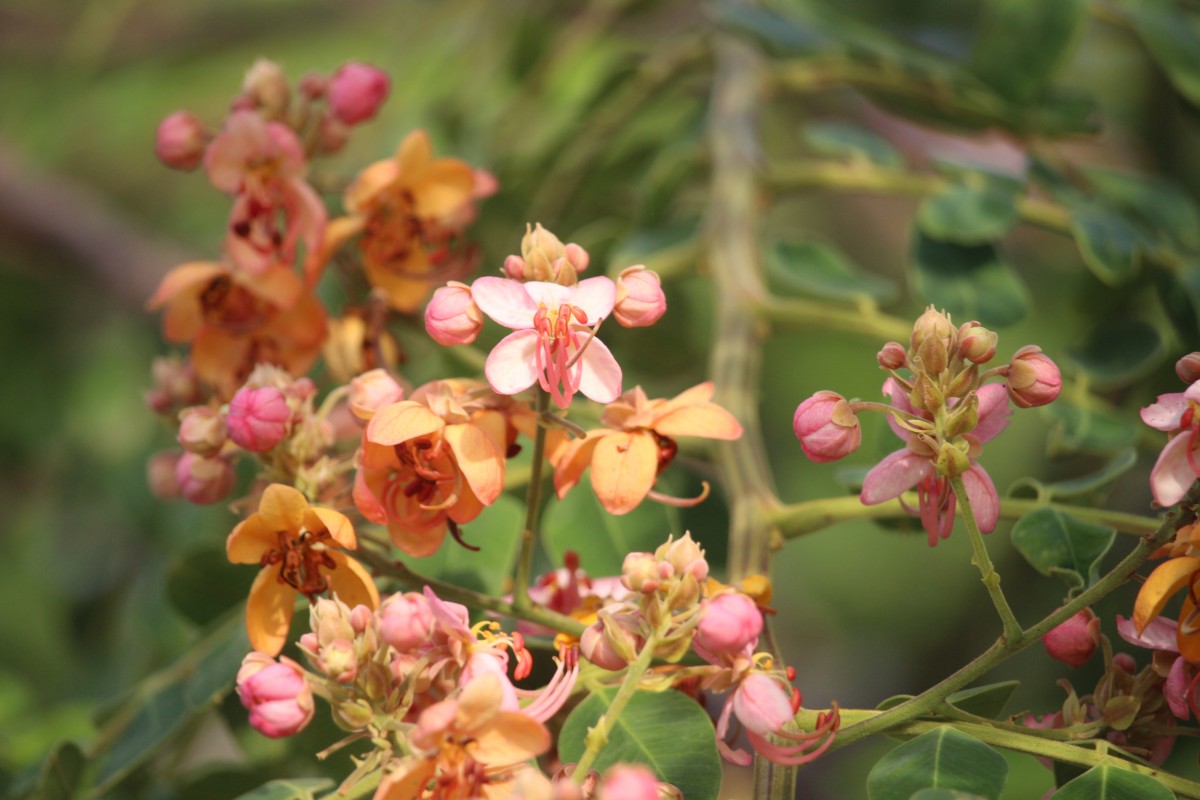 Cassia roxburghii DC.