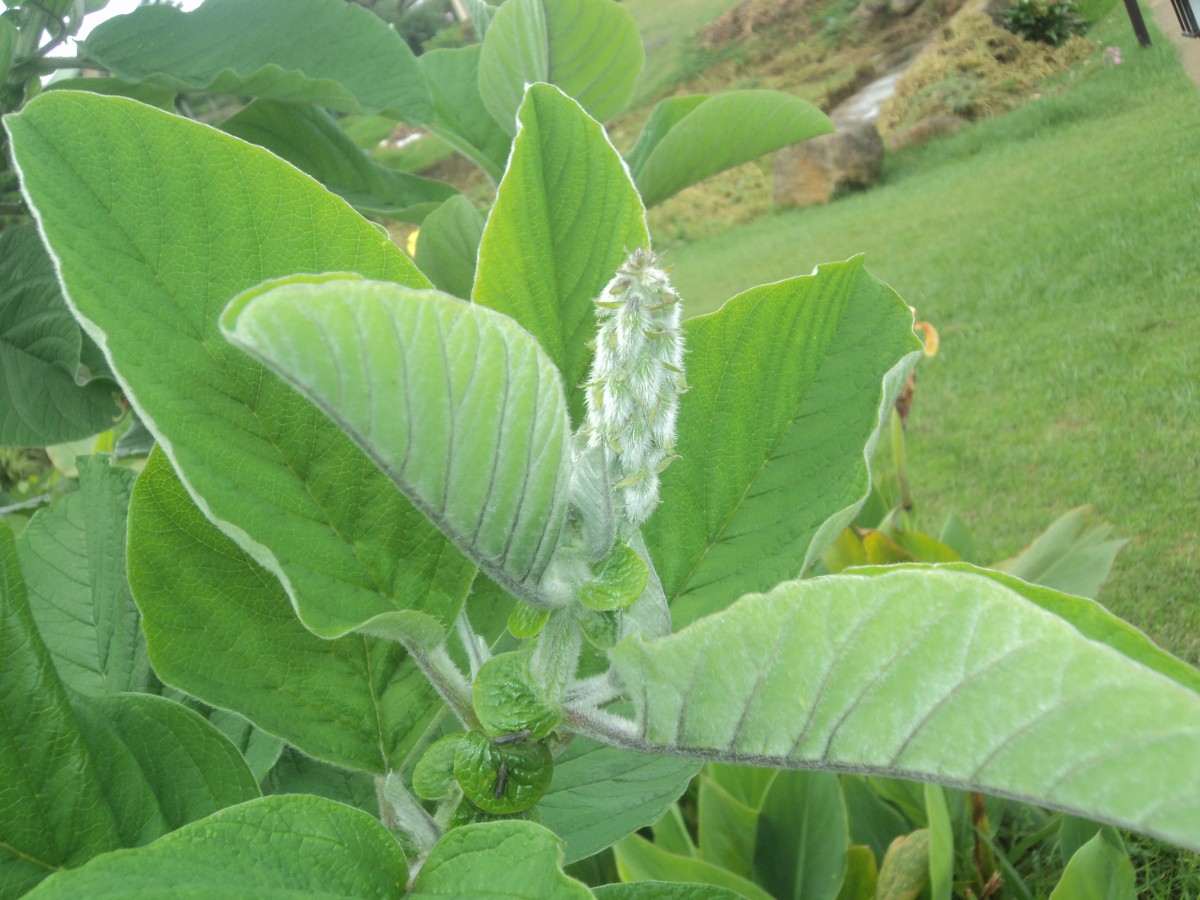 Crotalaria beddomeana Thoth. & A.A.Ansari