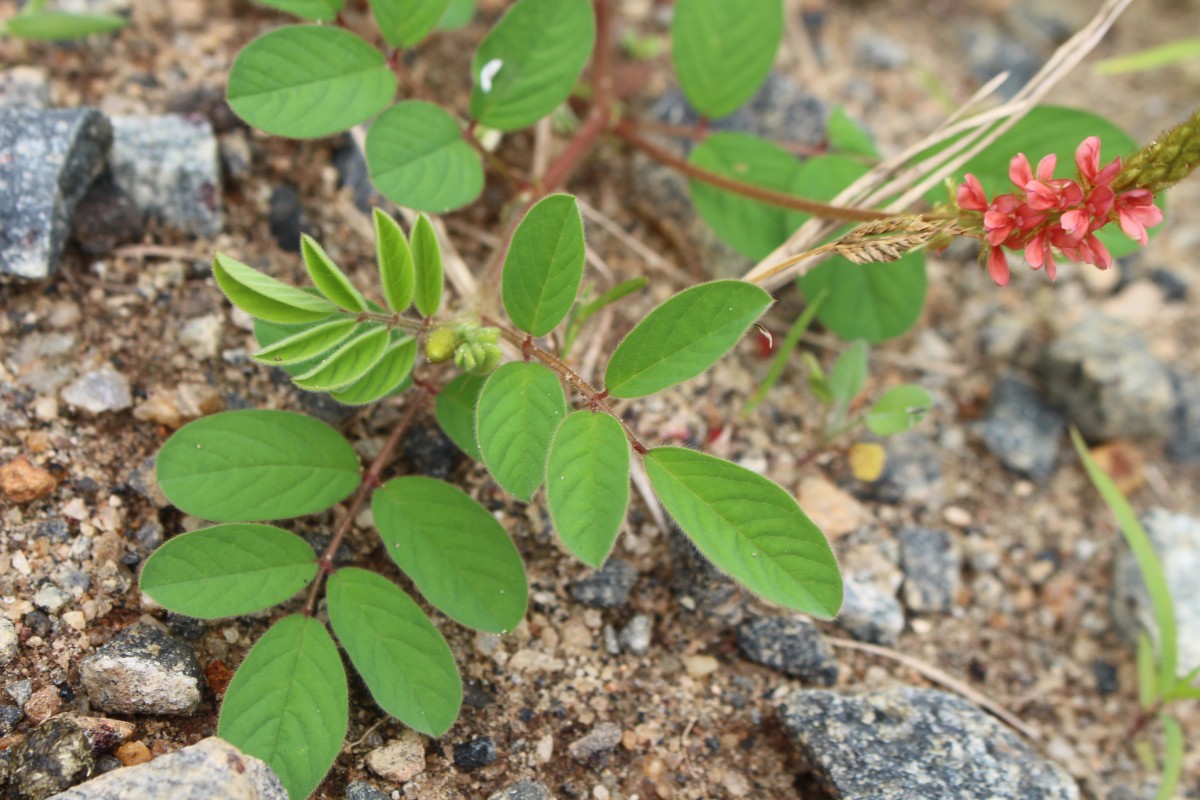 Indigofera hirsuta L.