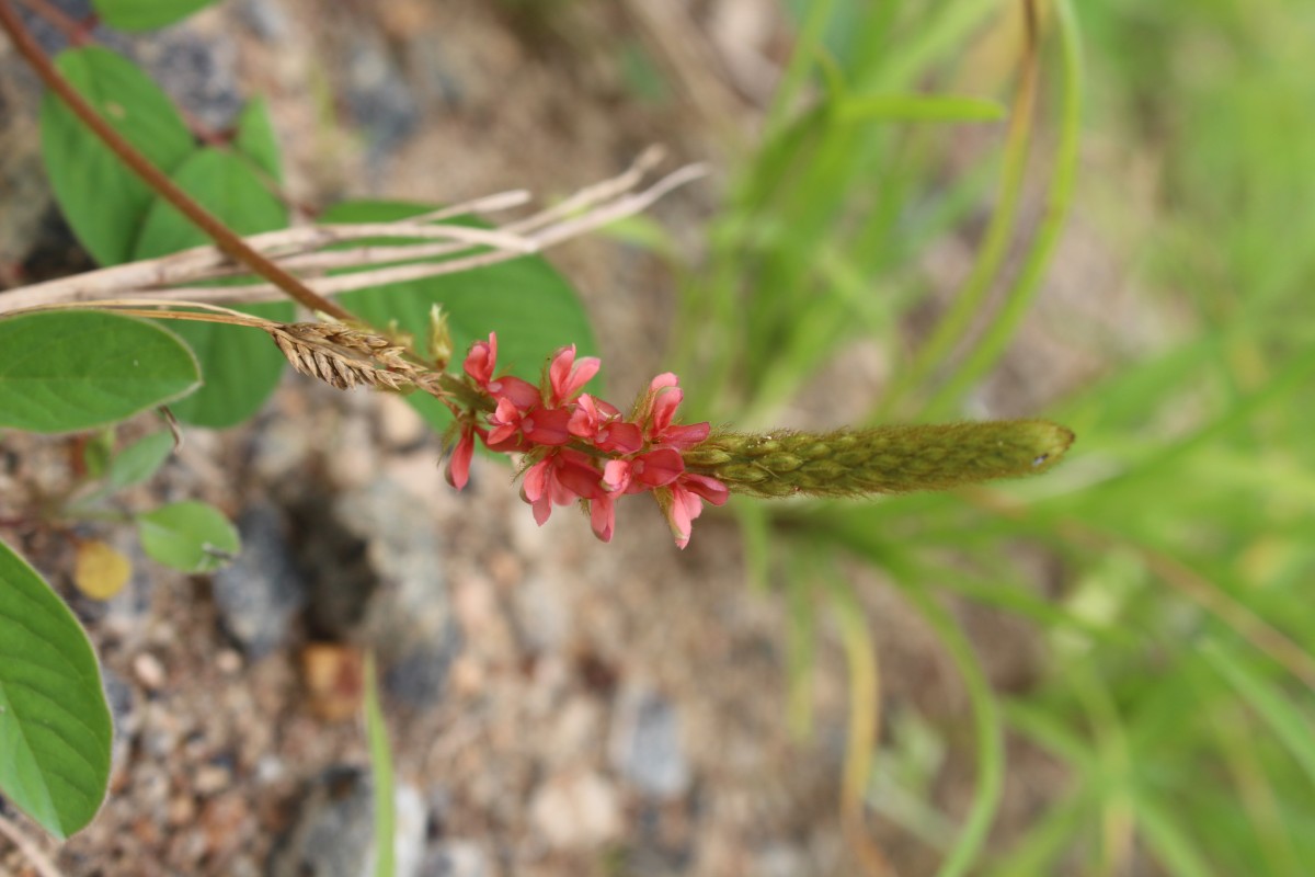 Indigofera hirsuta L.