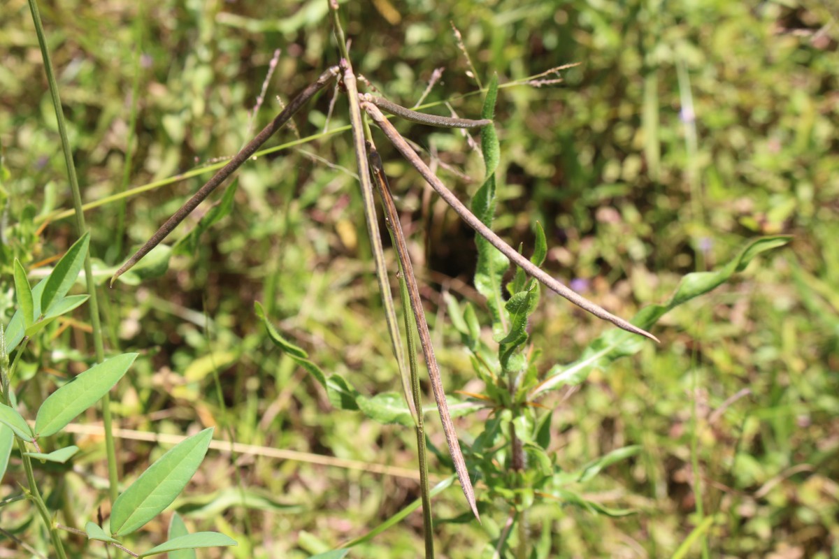 Macroptilium lathyroides (L.) Urb.