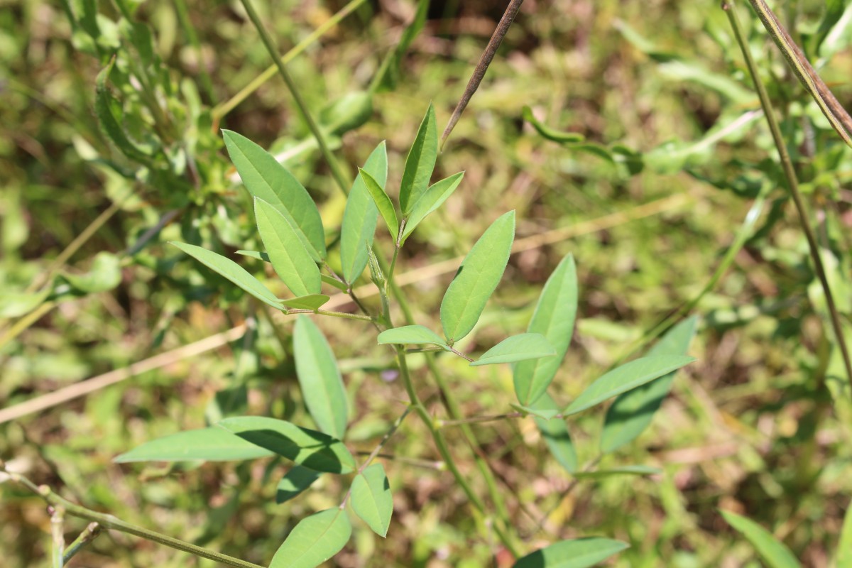 Macroptilium lathyroides (L.) Urb.