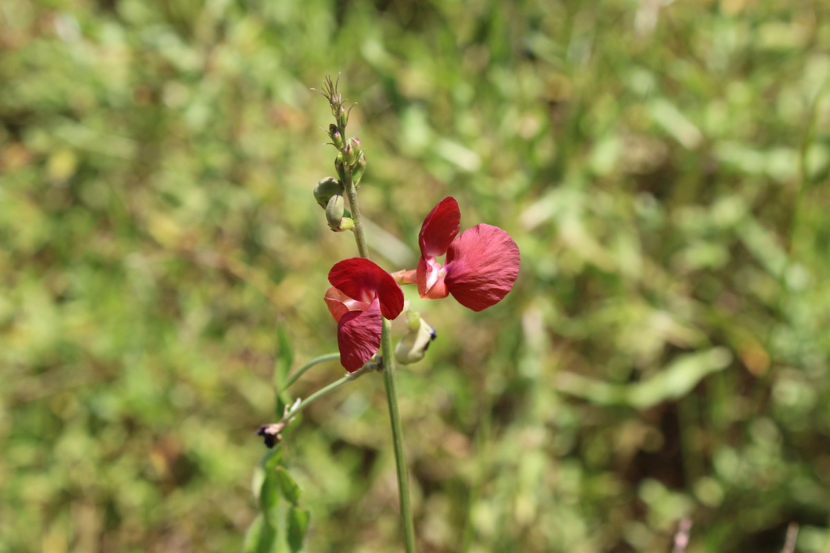 Macroptilium lathyroides (L.) Urb.