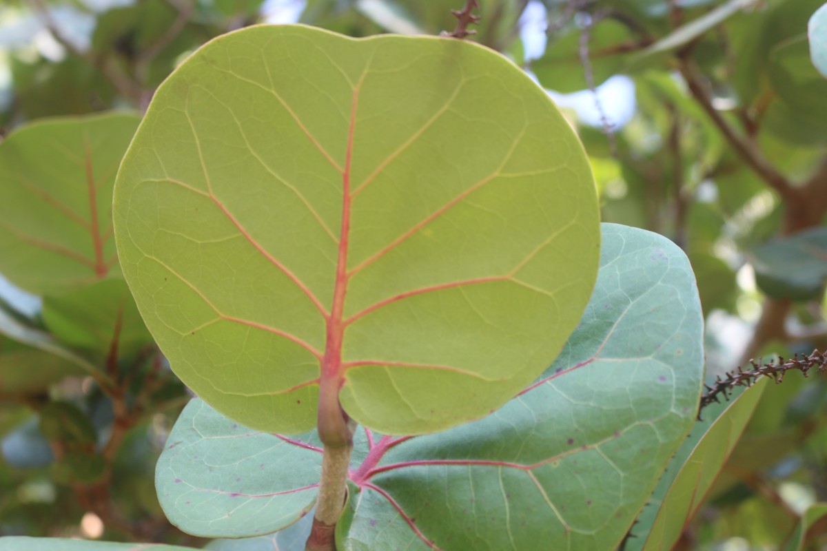 Coccoloba uvifera (L.) L.