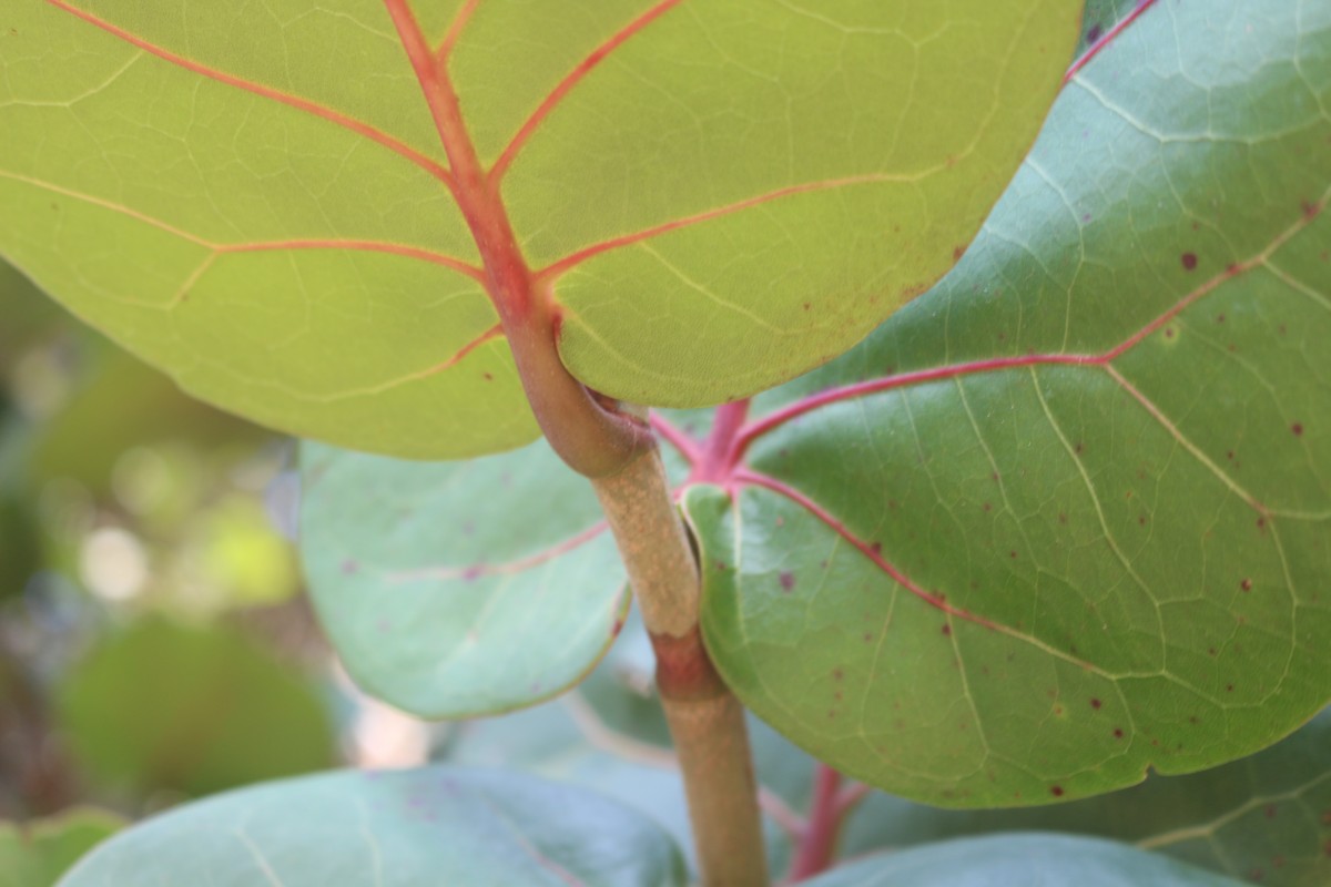 Coccoloba uvifera (L.) L.