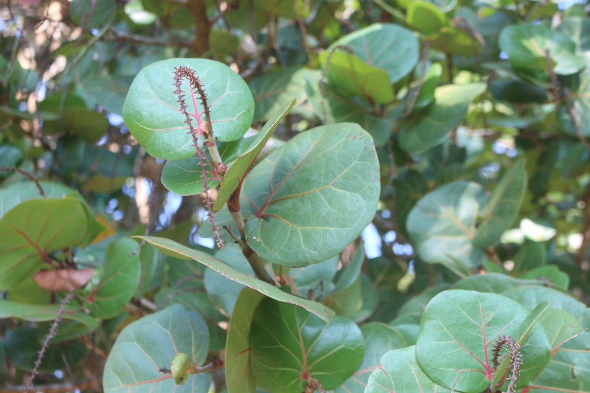 Coccoloba uvifera (L.) L.