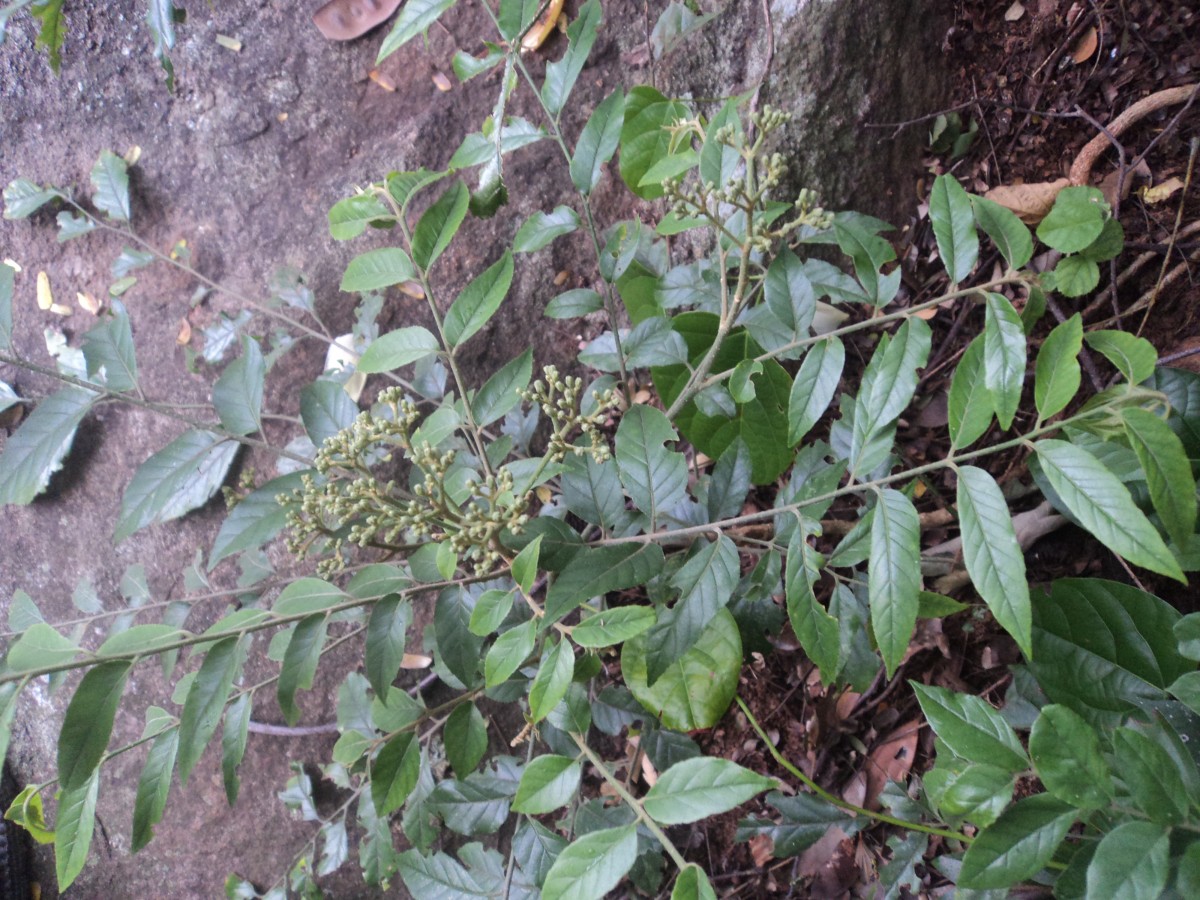 Micromelum minutum (G.Forst.) Wight & Arn.