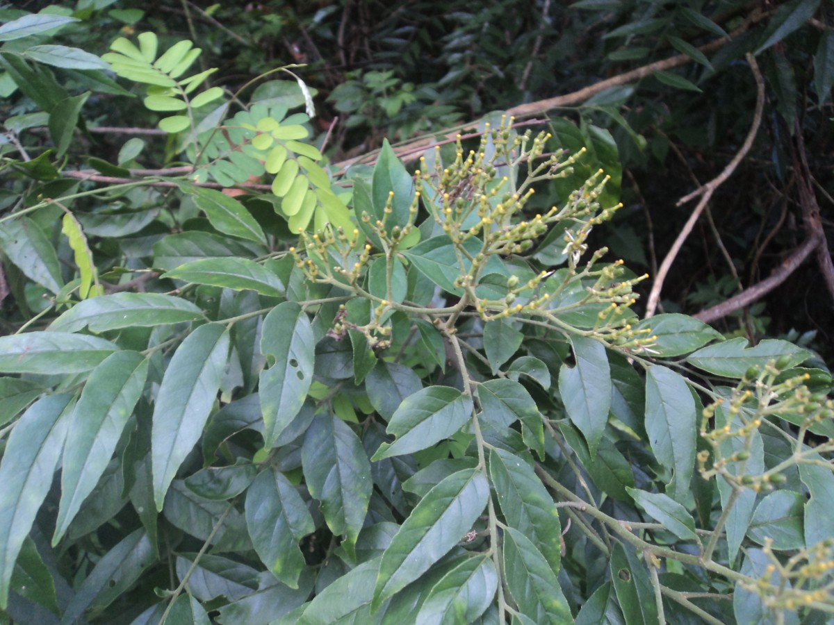 Micromelum minutum (G.Forst.) Wight & Arn.